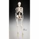 Budget Bucky Skeleton Fourth Quality Life size, Free shipping. NO stand