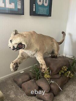 Cougar Full Mount Taxidermy Cougar with Stand. Ship Delivery Available