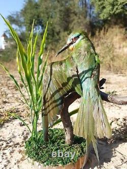 Fast shipping RARITY! BLUE CHEEKED BEE EATER STAND MOUNT taxidermy