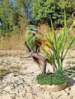 Fast shipping RARITY! BLUE CHEEKED BEE EATER STAND MOUNT taxidermy