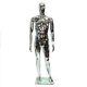 Glossy Silver Male Full Body Mannequin Egghead Face New Style Free Shipping