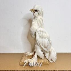 NEW Taxidermy Mount White Tinny Sultan Rooster Chicken Bird Stand Art Hen 4 Sale