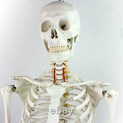 New Anatomical Human Skeleton Model with Rolling Stand 180cm Free Shipping