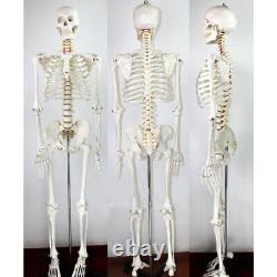 New Anatomical Human Skeleton Model with Rolling Stand 180cm Free Shipping